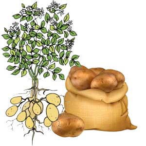kartoffelpflanze und sack